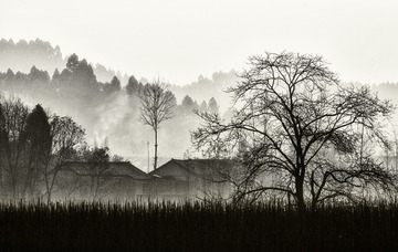Picture 196251296-1
