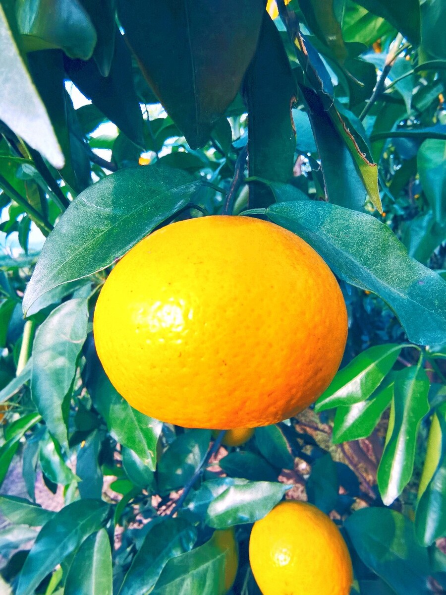 甜蜜的果实,都是默默用汗水浇灌长大的.