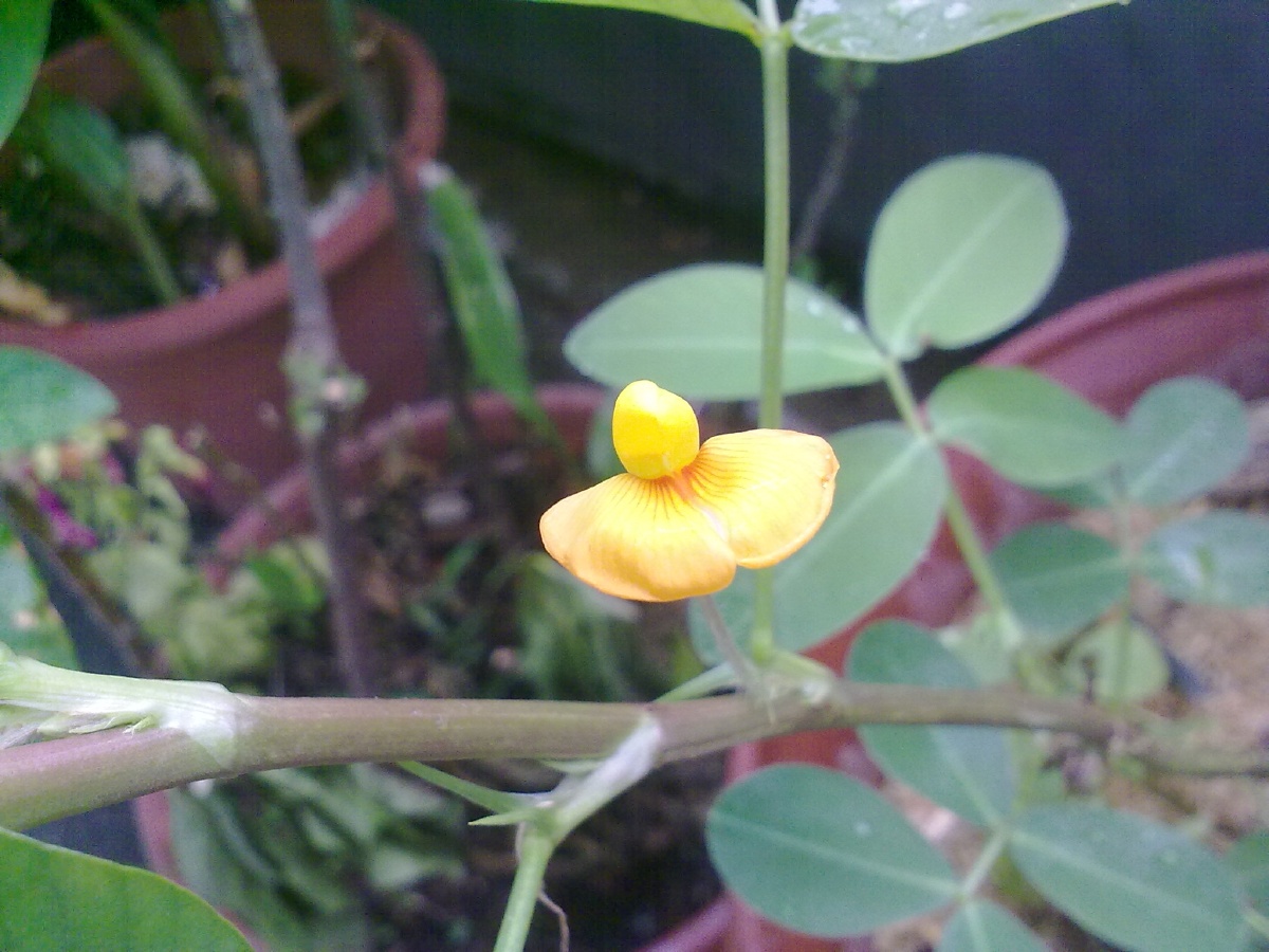 花生开花