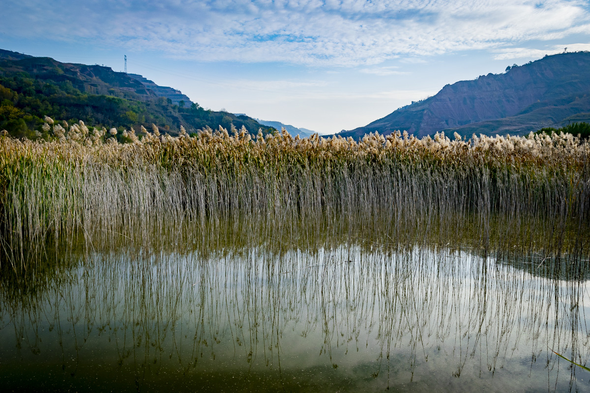 秋天的芦苇荡在夕阳下闪烁金色的光芒愿爱的人在一起