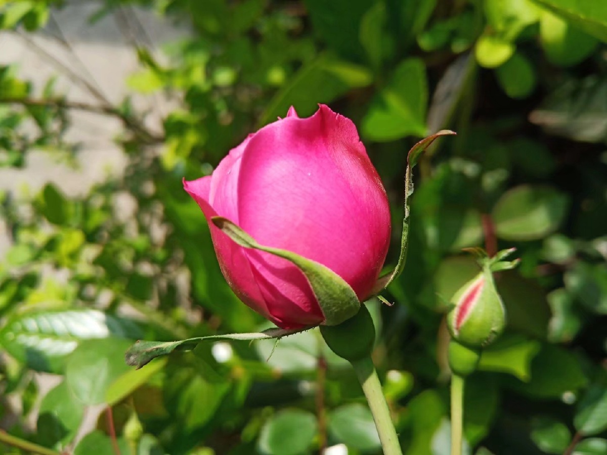 含苞待放的月季