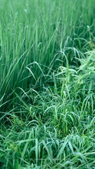 DSCF0955