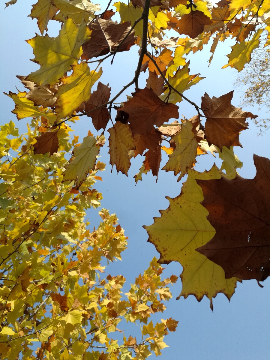 秋天的法国梧桐四