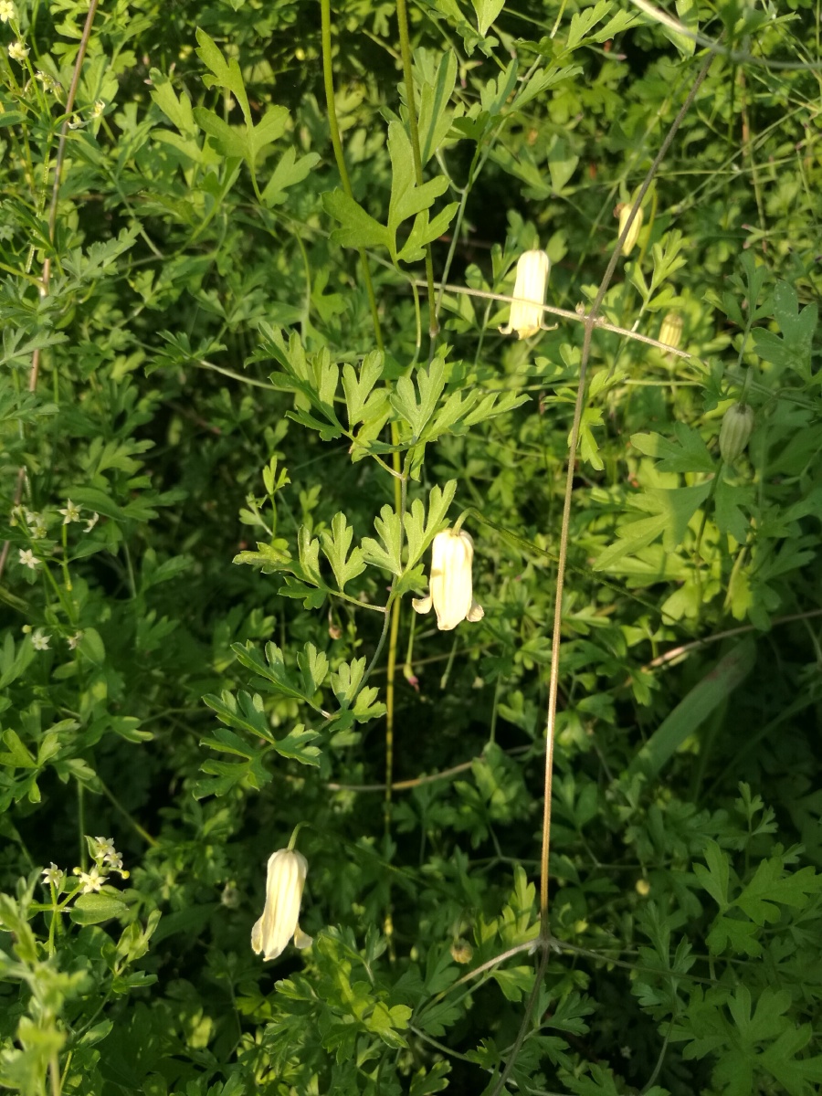 芹叶铁线莲