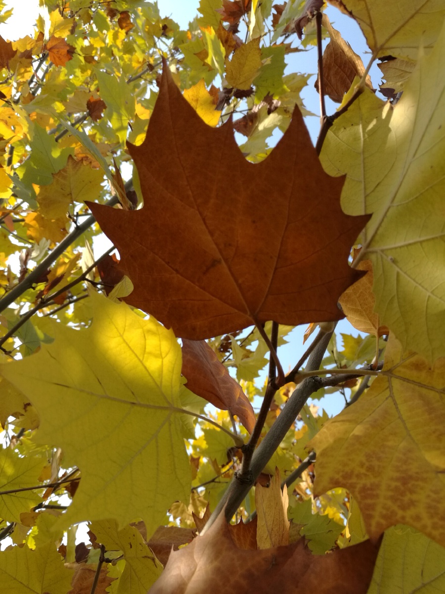 秋天的法国梧桐一
