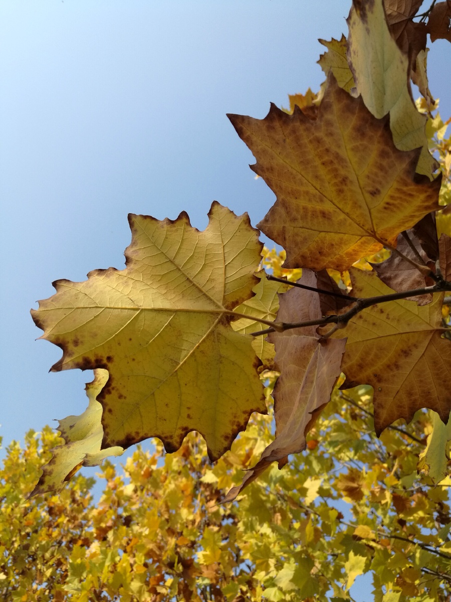 秋天的法国梧桐一