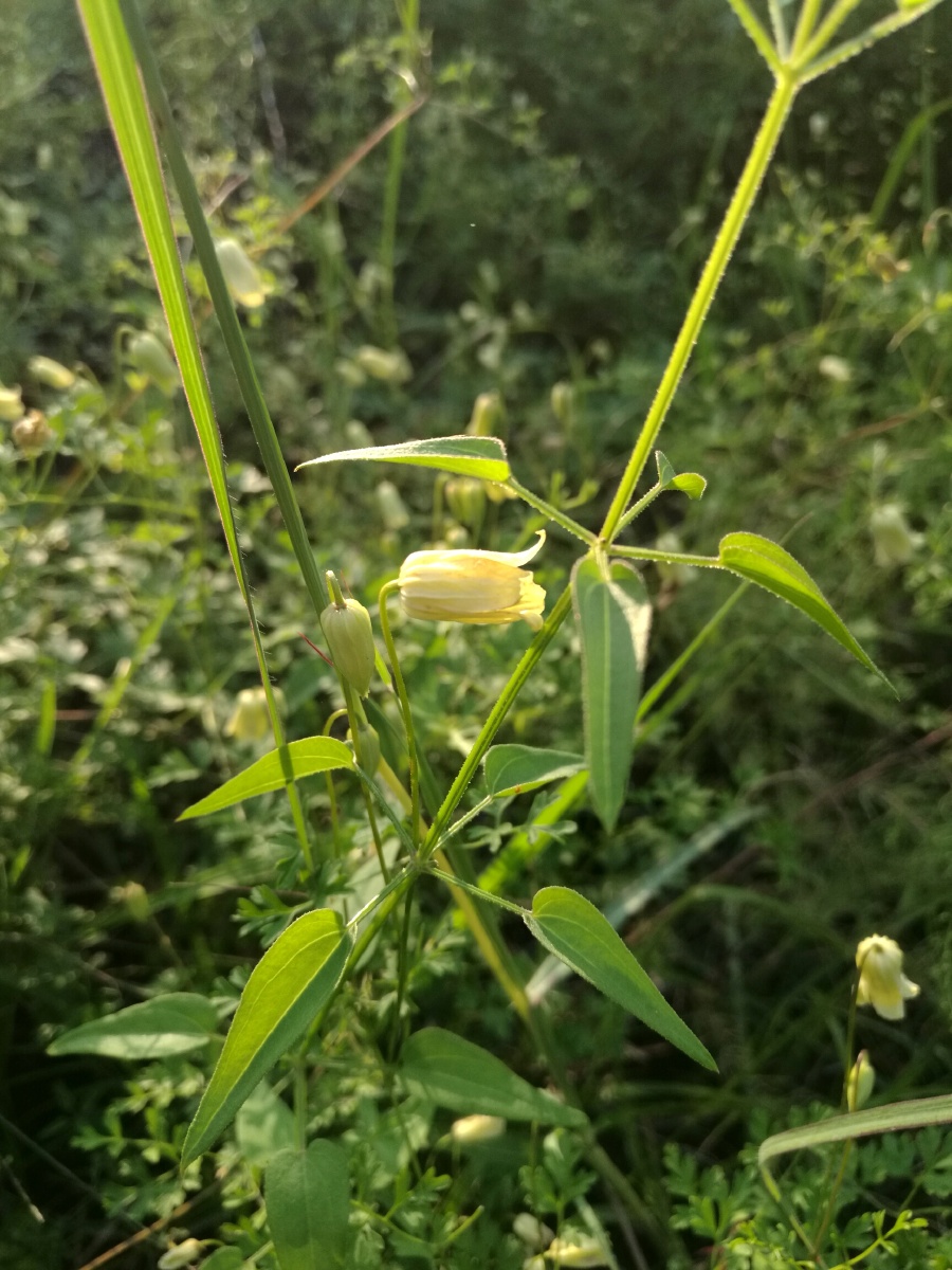 芹叶铁线莲