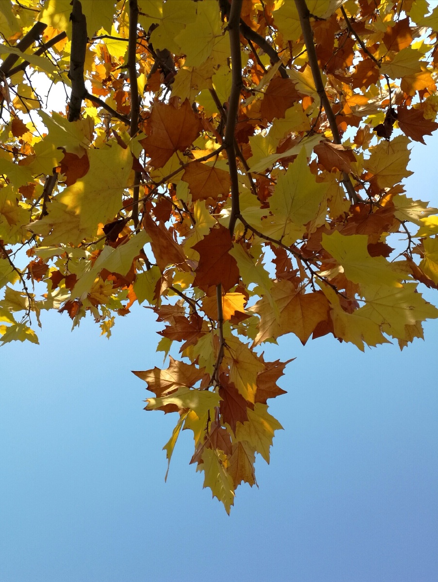 秋天的法国梧桐二