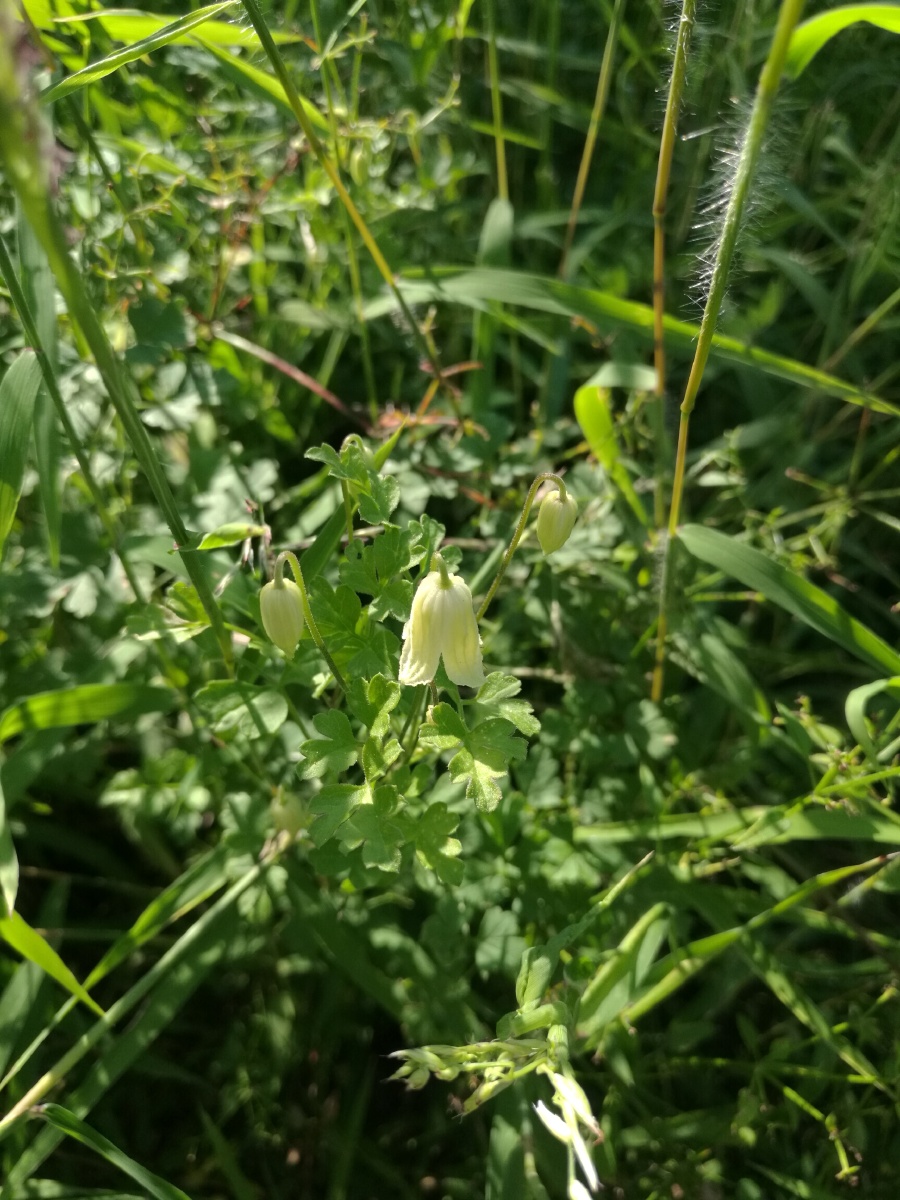 芹叶铁线莲