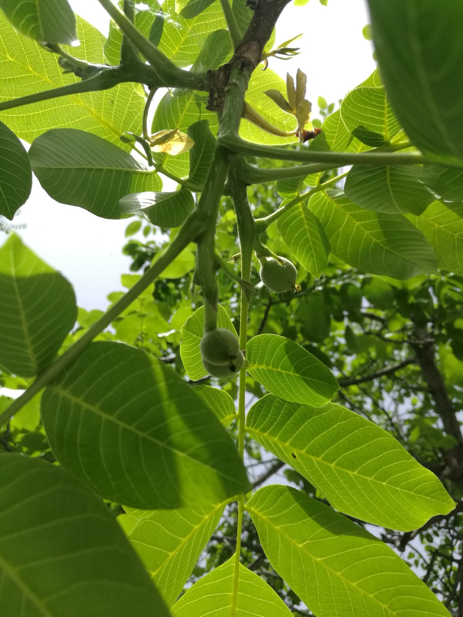 初夏核桃树(二)