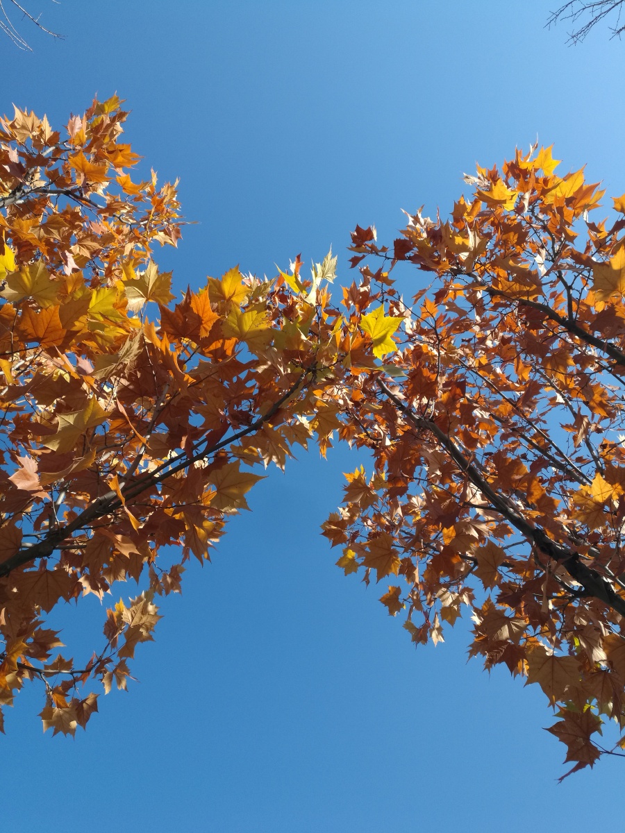 秋天的法国梧桐五