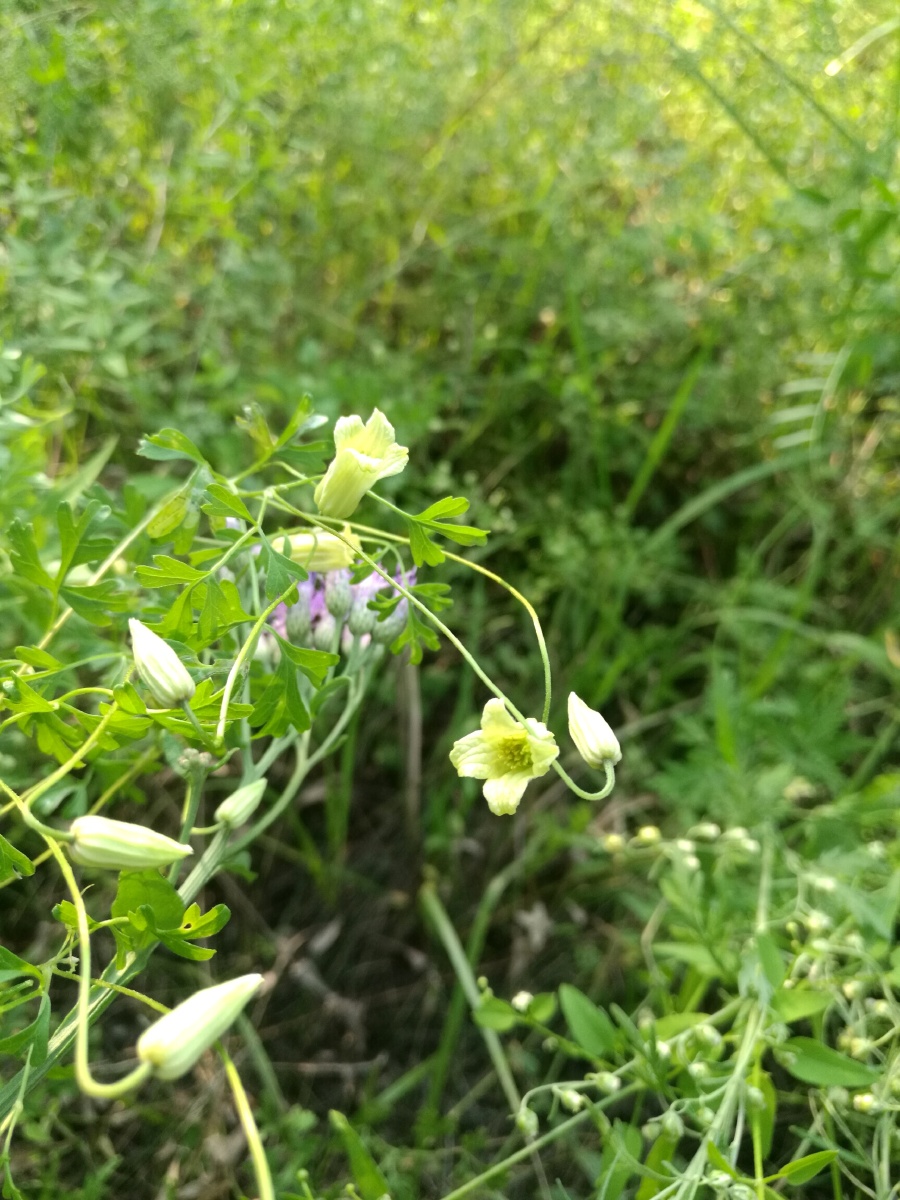 芹叶铁线莲