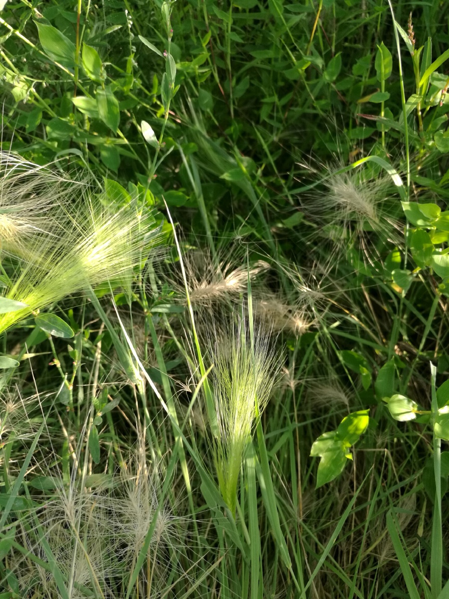 芒颖大麦草(三)