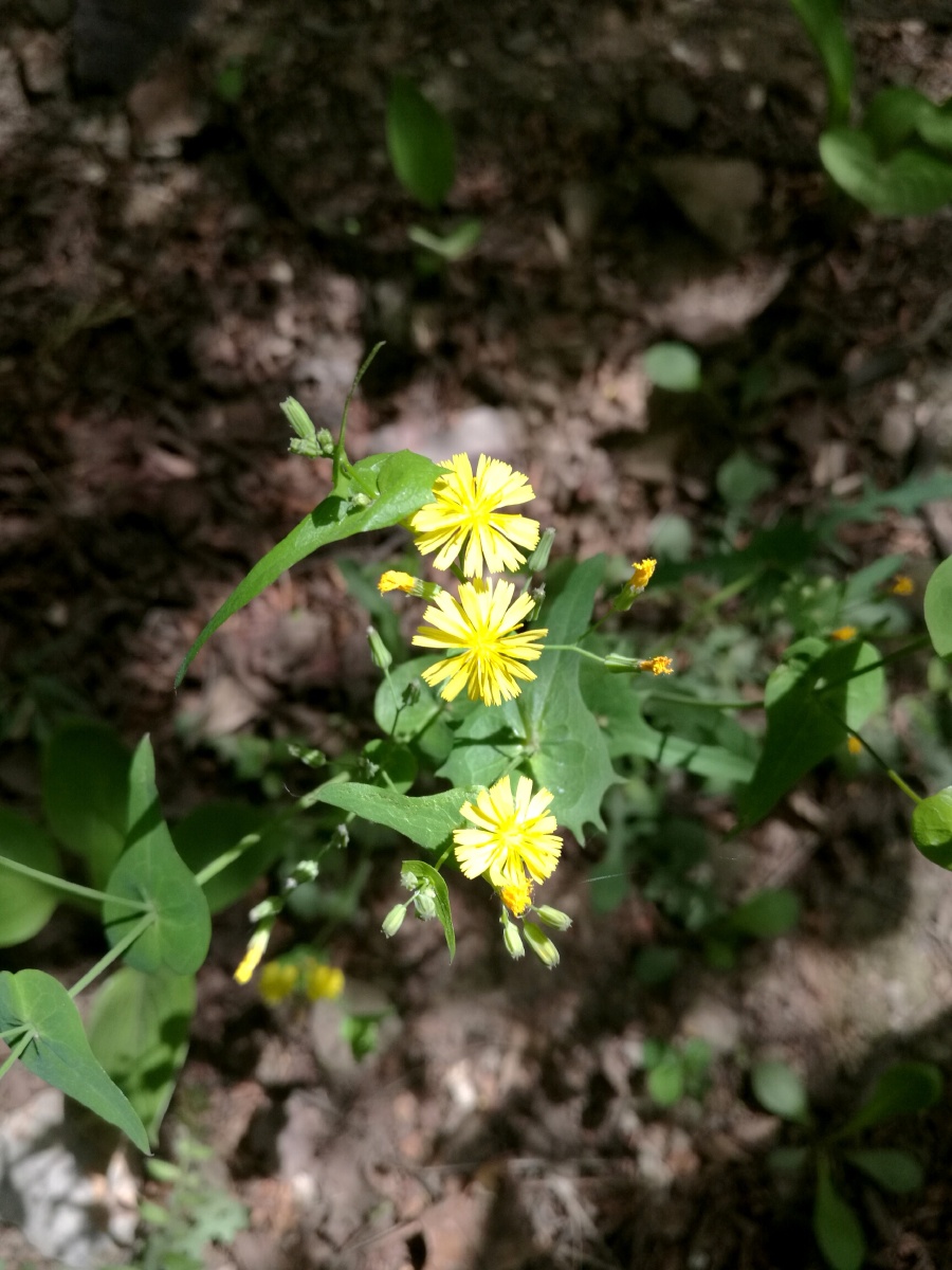 夏花之尖裂假还阳参 - 花草浮生 - 图虫