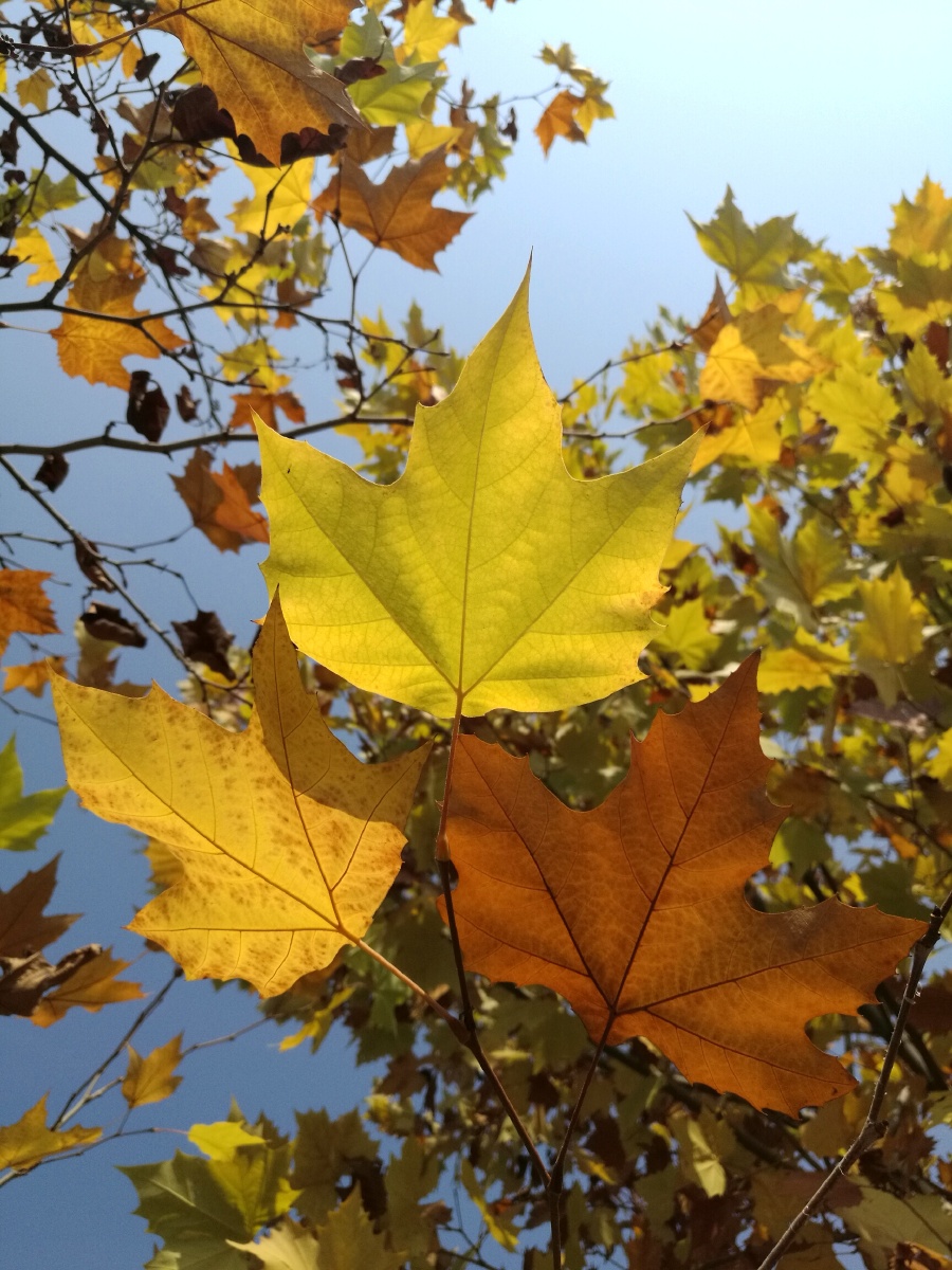 秋天的法国梧桐一