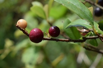 09
