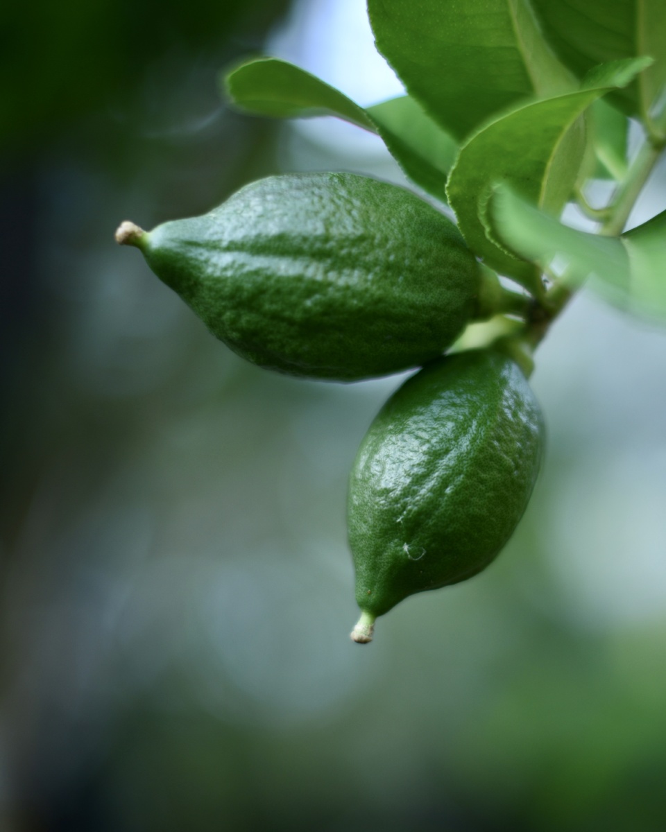 我是香橼不是柠檬不是橙子不是柚子