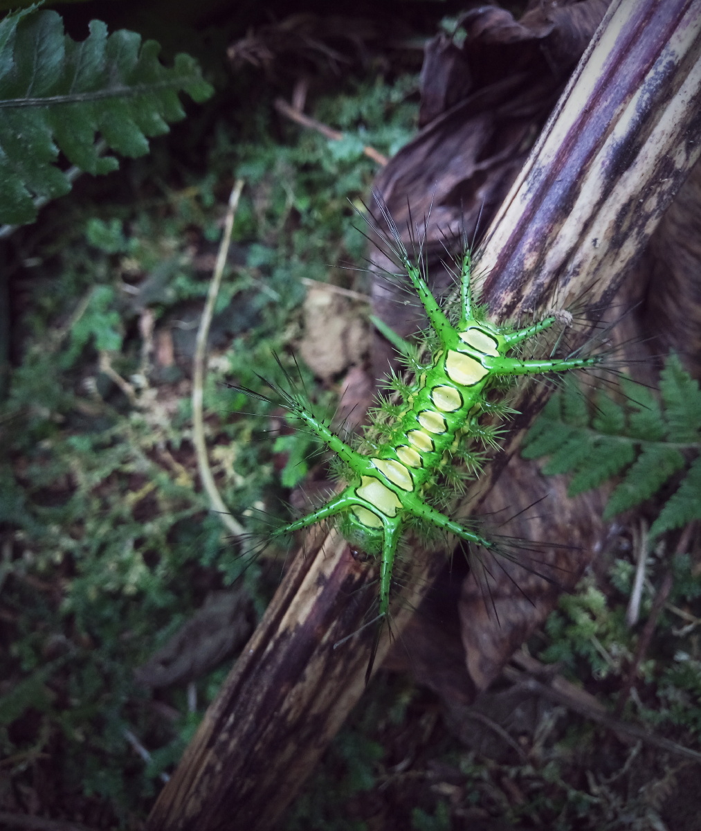 糖宝- 弯茄瓜 - 图虫