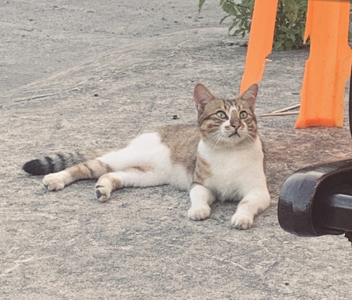 爱听八卦的猫