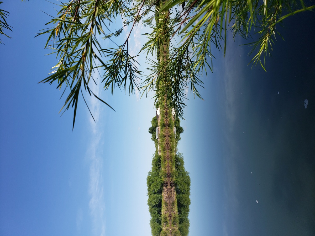 天蓝水净树静心自在