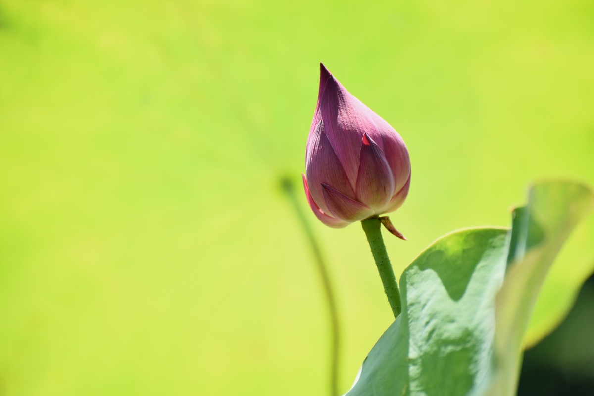 荷花美丽在绿色中
