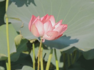 94D9D366-211F-4CB9-8A10-147AD669A323/L0/001