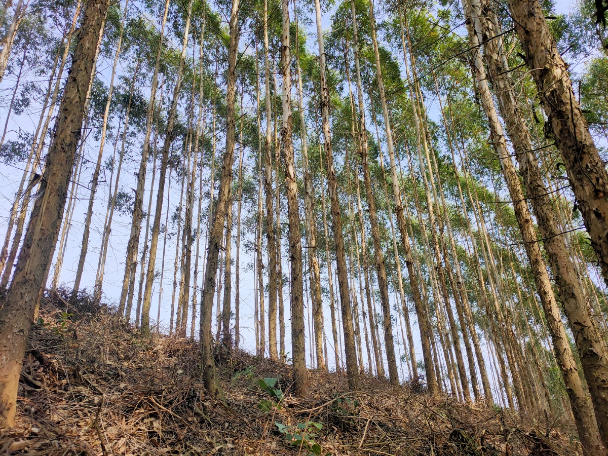 广西的速生桉桉树