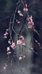 [子意作品]-手机锁屏 (64)