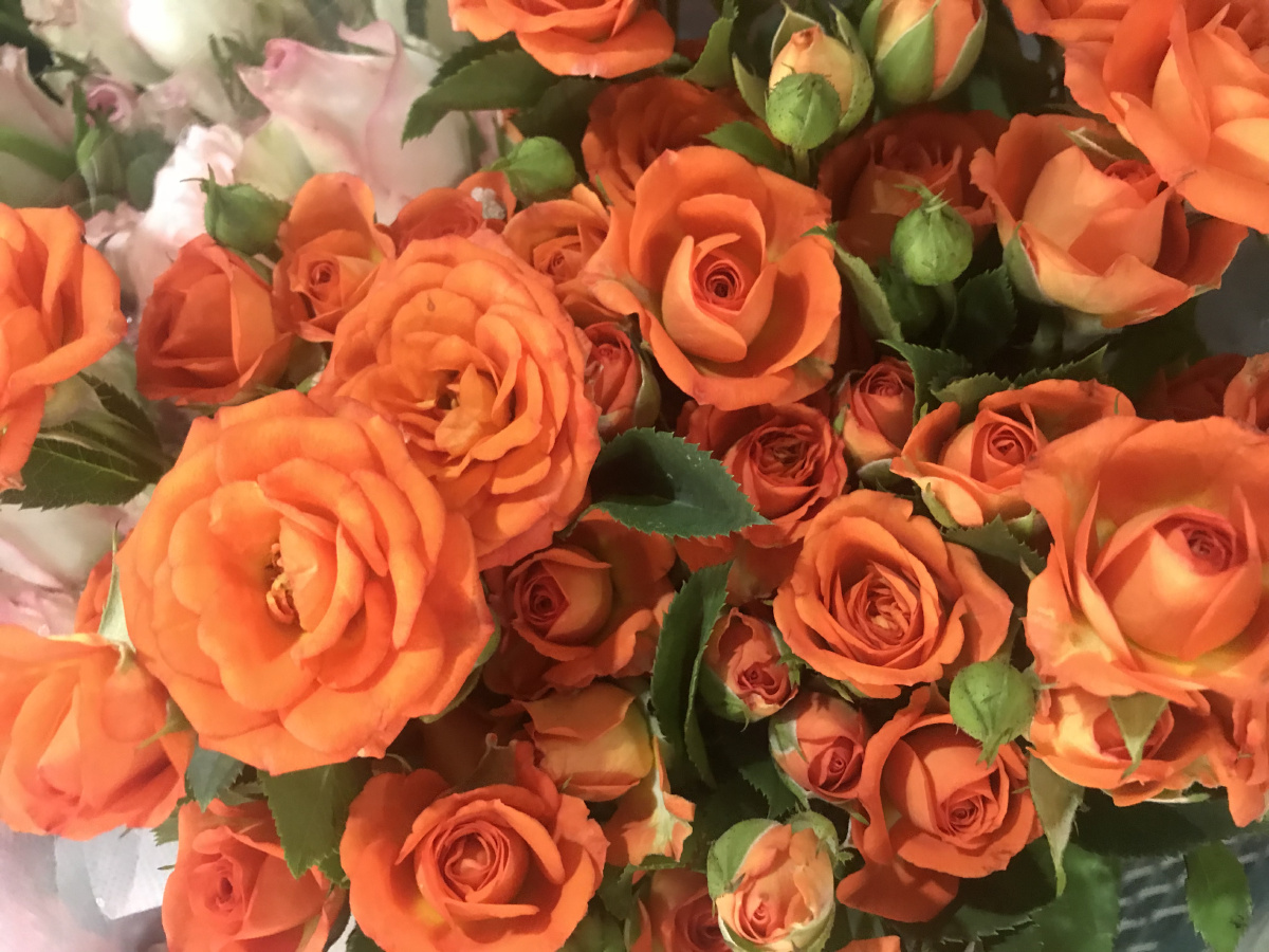 花朵玫瑰花花艺蔷薇橘色橙色绿色植物