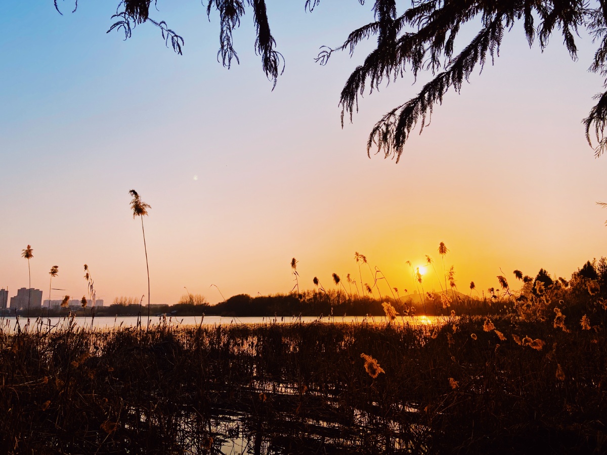落日 薄暮 夕阳 黄昏 下午 湖边 湖景 冬日 剪影 松树 芦苇 天空 环境