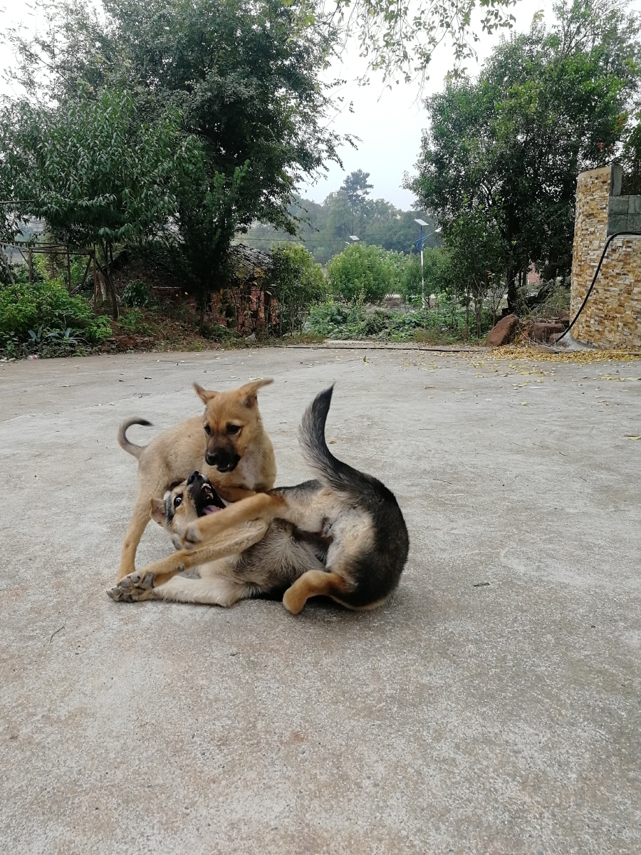 狗的快乐午后吃饱的两只狗开始嬉闹起来相互缠咬很是快活小狗很是调皮