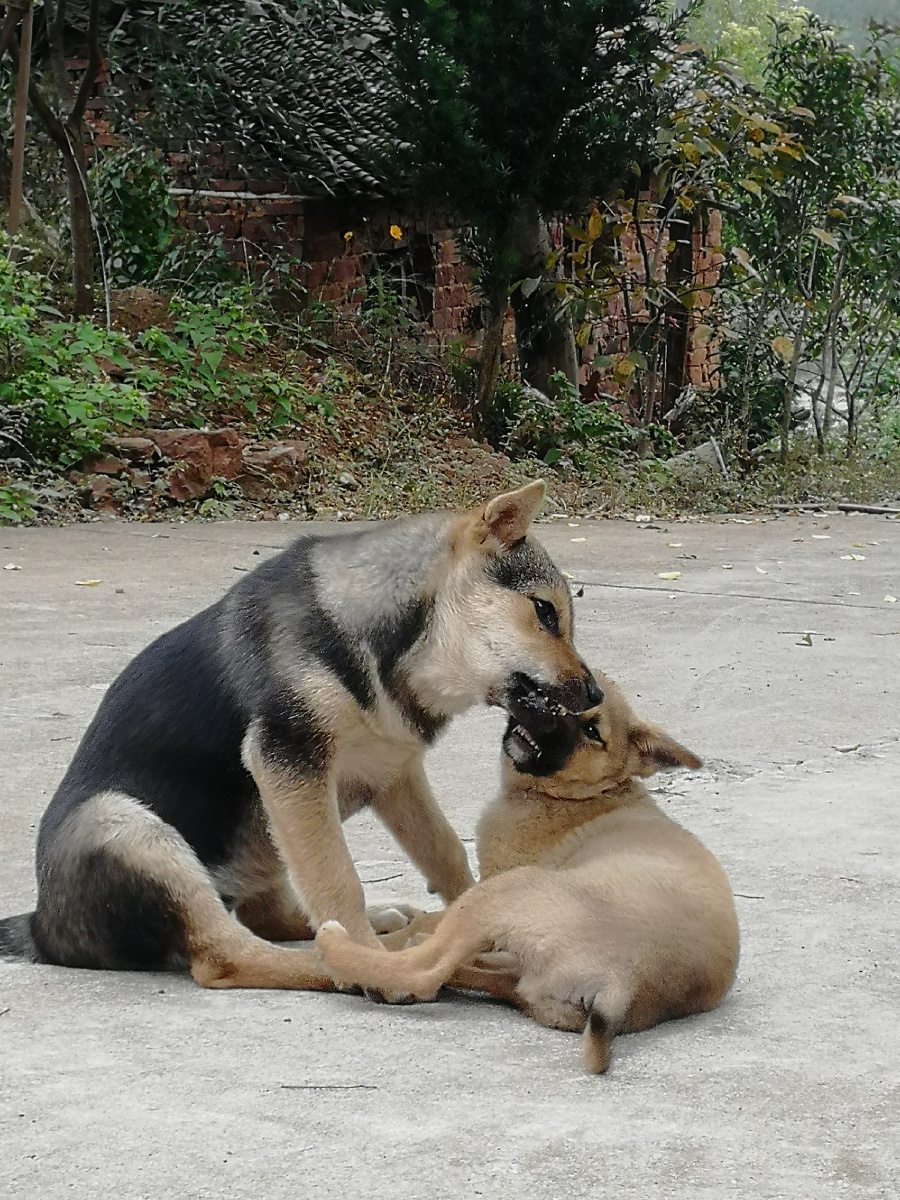 狗的快乐午后吃饱的两只狗开始嬉闹起来相互缠咬很是快活小狗很是调皮