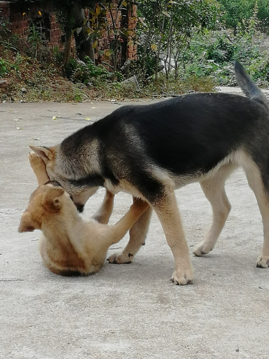 小狗的生活是快乐和无