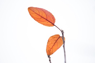 _CPF1824