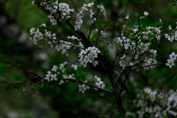 _PF_5067