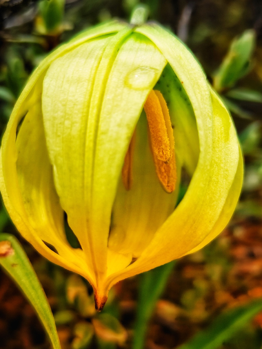 尖被百合(学名:lilium lophophorum (bur. et franch.) franch.
