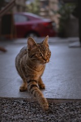 5628