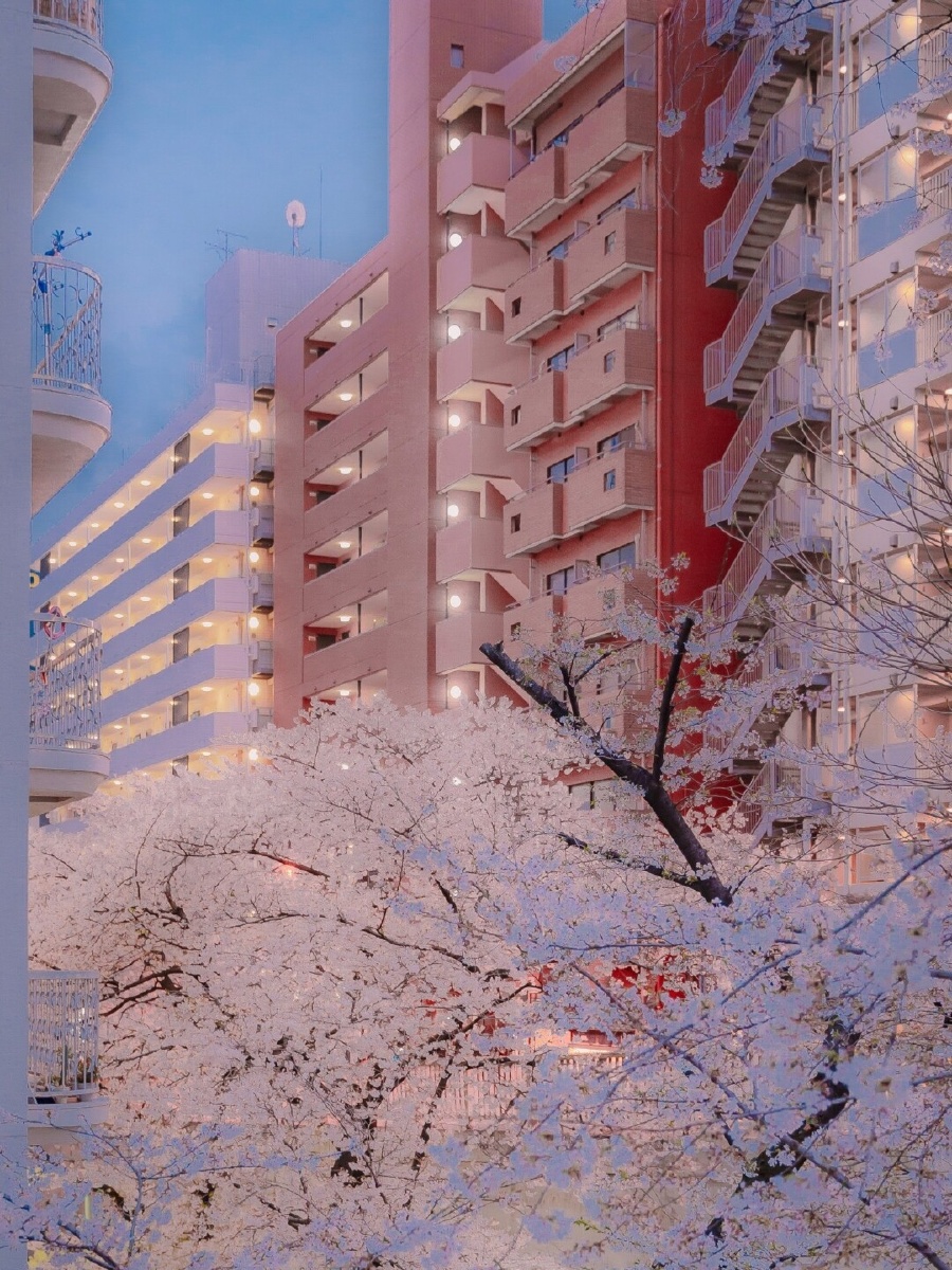 日本樱花风景高清壁纸手机屏保无水印图片这个冬天格外漫长且寒冷但所