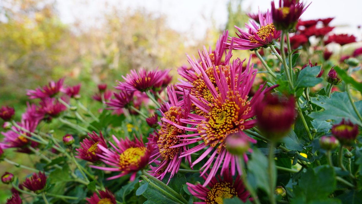 寒衣节,菊花寄相思 - 飞鱼转身 - 图虫