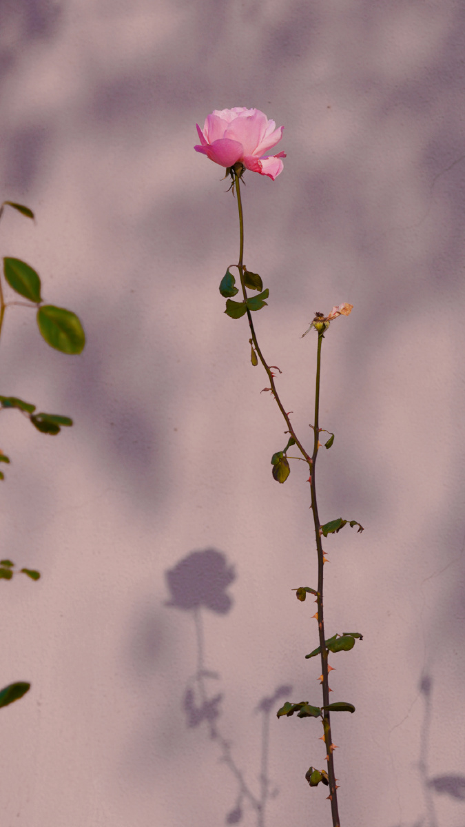 莫怪虹无影,如今小雪时 - 飞鱼转身