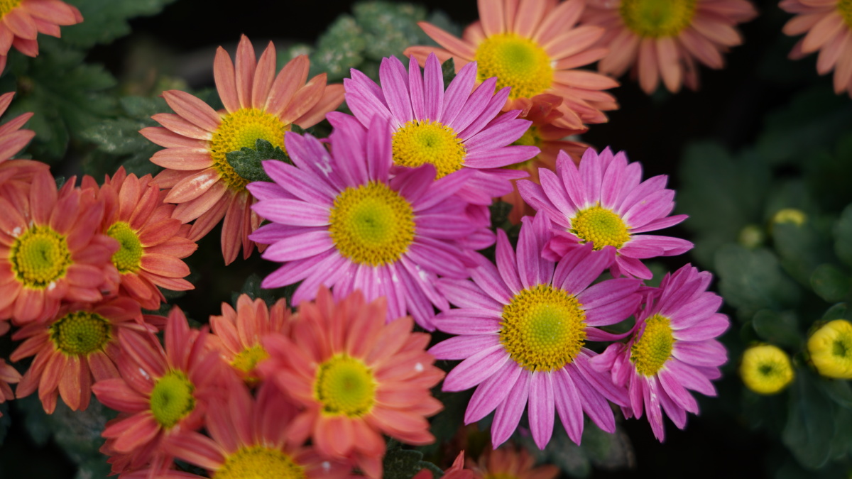 寒衣节,菊花寄相思 - 飞鱼转身 - 图虫