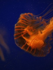 0B008D61-B36E-497E-8866-AD803BAF70E8/L0/001