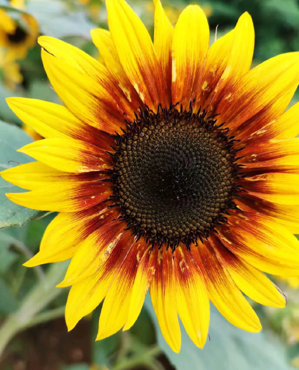 hunrry2021年8月8日984关注美丽向日葵!