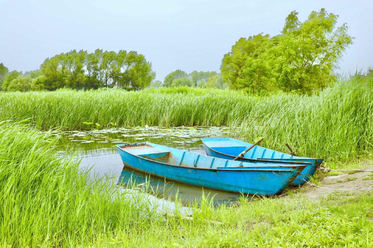 芦苇荡中的小船