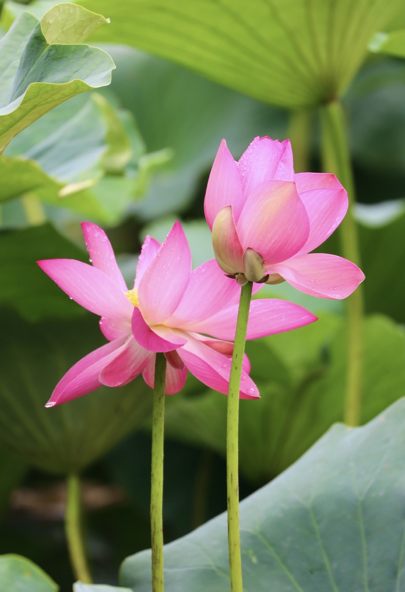 并蒂莲花 2021 - 14-电信-歆歆 - 图虫