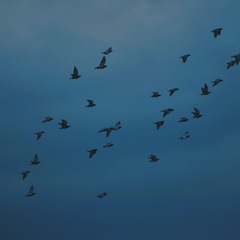 D2F4A7A0-F1AC-44F2-8490-D31C1C1D1AAD/L0/001