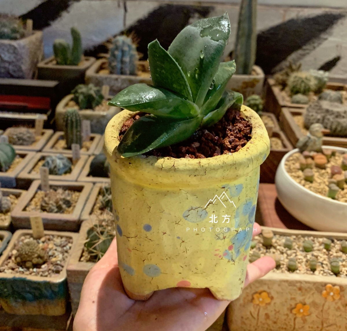 今天的品种是卧牛day40花是要悉心照顾才会锦簇人也是要做好当下才会