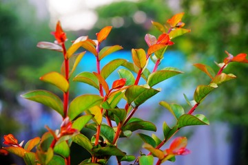 DSC03232_1_