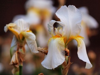 P1010073_1