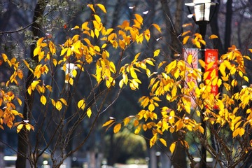 SDIM9071_副本